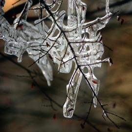Ice covered branches by Traverse City Photographer Thomas Kachadurian